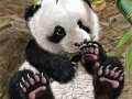panda_cub_watches_cute_green_tree_frog_by_psithyrus-d5orwmo.jpg